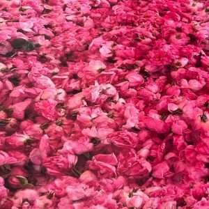 تفته كريب بتصميم الورد